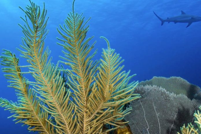 Belize project seeks out heat-resilient corals to protect its reefs