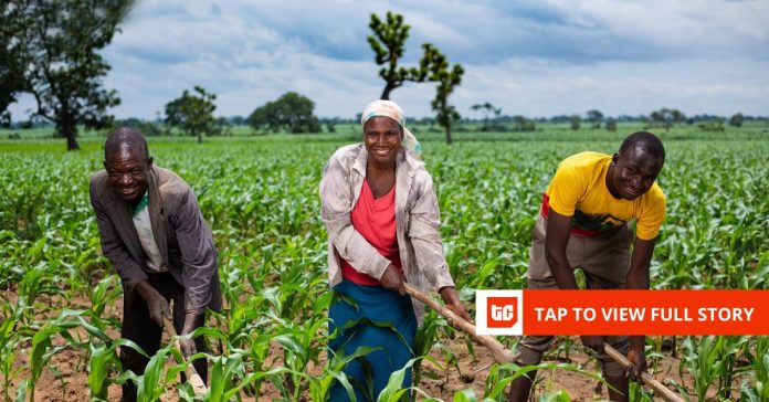 Africa’s agricultural future depends on moving food, not just growing it