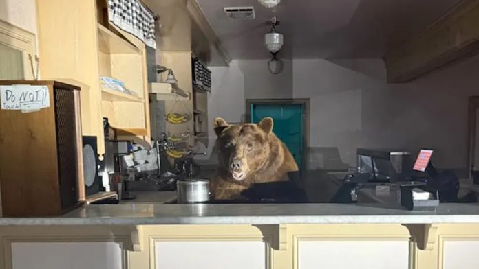 Bear Raids Lake Tahoe Ice Cream Parlor, Gets Caught In Act