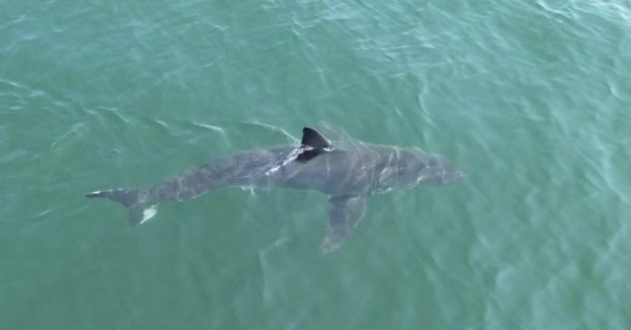 Great white sharks spending more time off New England…