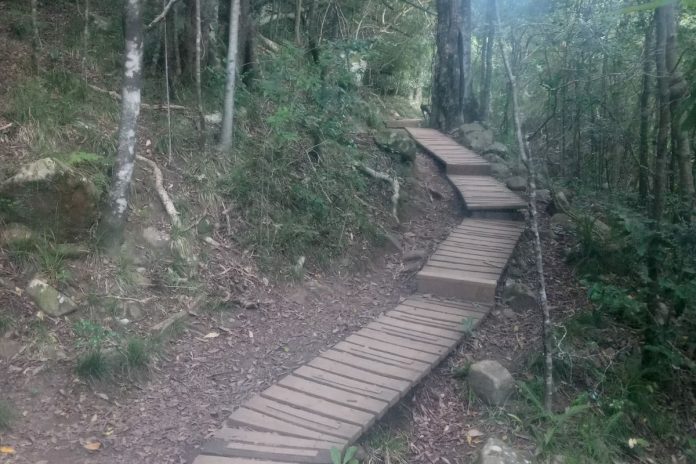 Explore Cape Town’s Forests in Newlands   