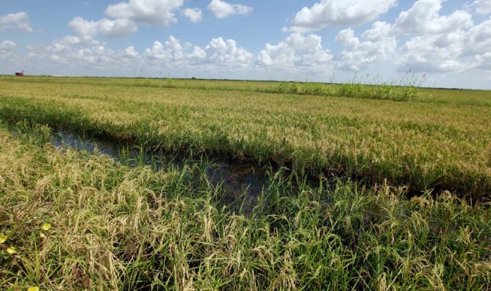 Trump demand for Japan to buy more US rice snagged trade talks: report