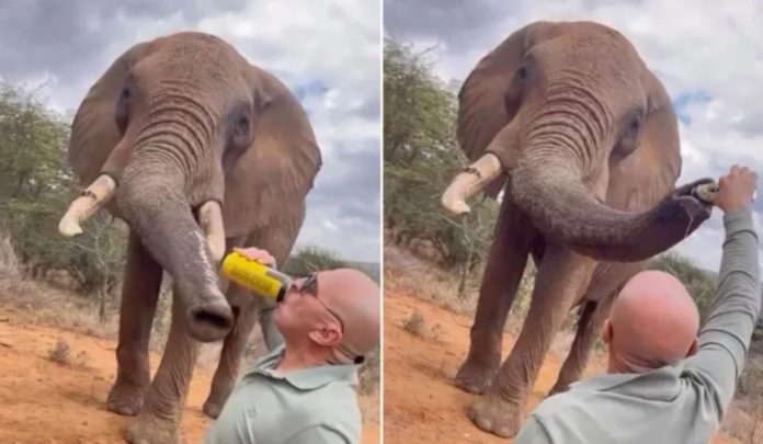 Tourist pouring BEER down elephant’s trunk sparks outrage