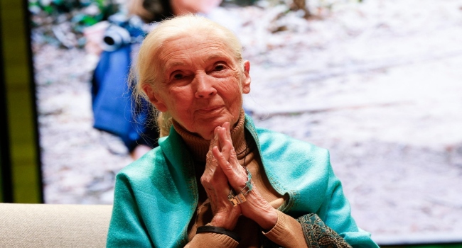 Renowned Primatologist Jane Goodall Dies At 91