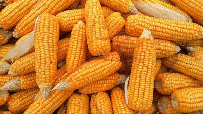 Corn Holds onto Gains to Start the Week