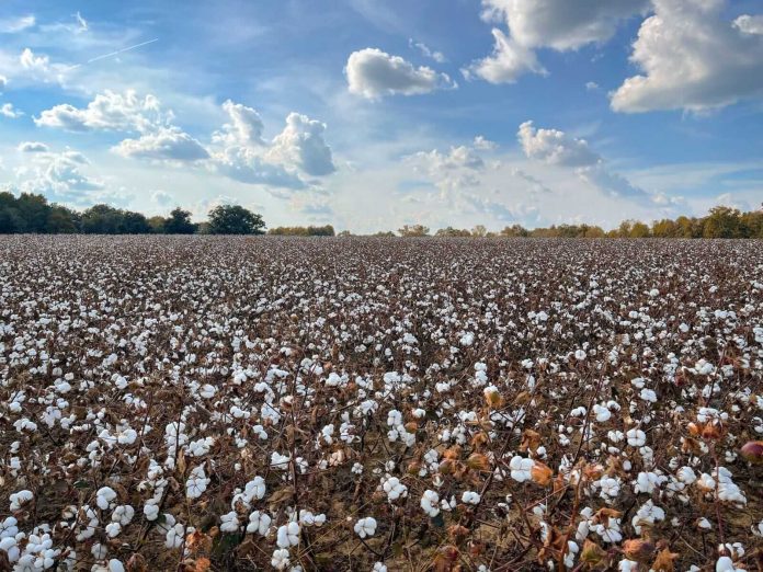 Cotton Slips Back on Monday