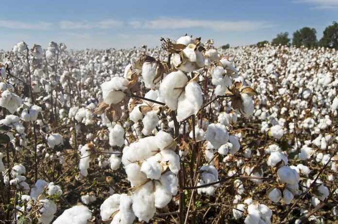 Cotton Leaking Back Lower on Monday