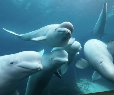 Canadian marine park warns it may have to euthanize beluga whales