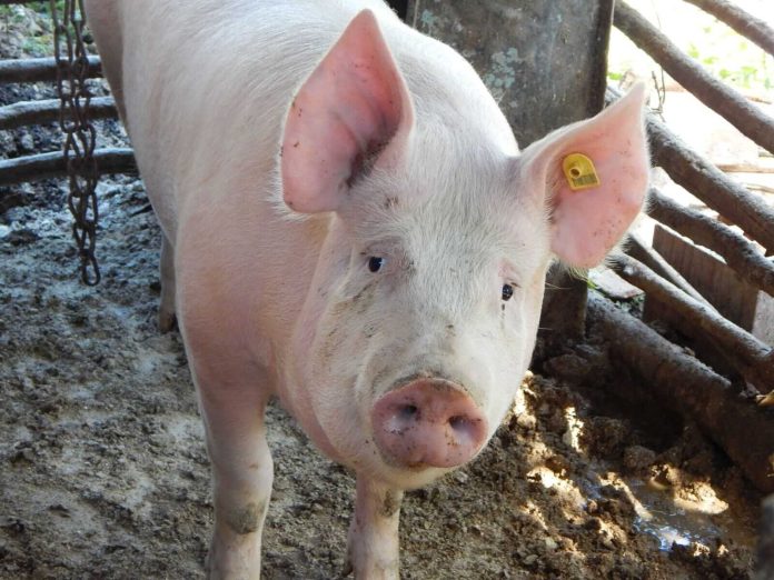 Hogs Close the Week with Friday Losses