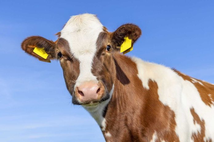 Cattle Seeing Some Profit Taking with Friday Losses