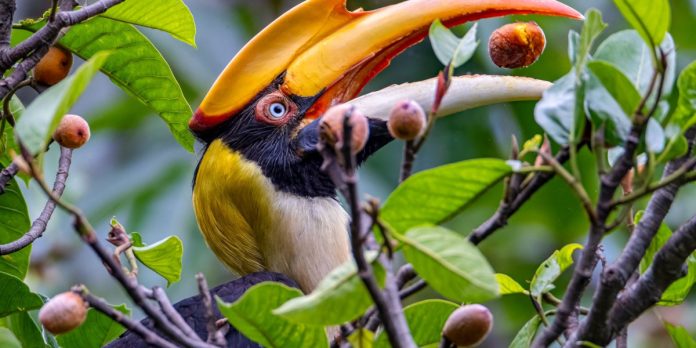 Biodiversity: A missing link in combating climate change