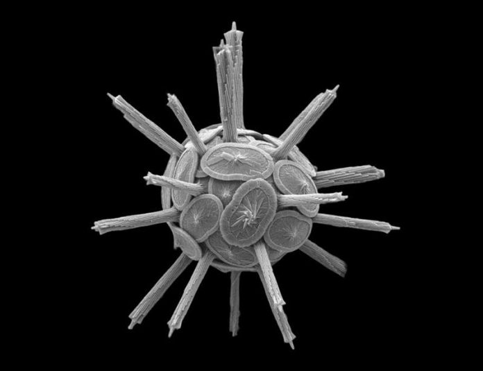 Calcifying plankton: From biomineralization to global change | Science