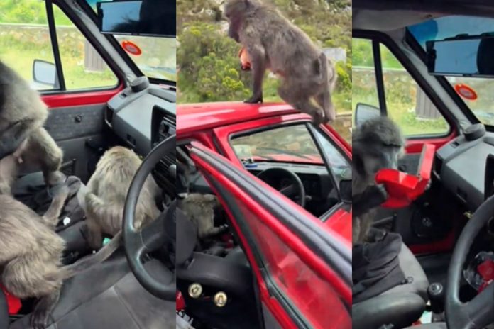 Baboons break into gents’ car in Cape Town and steal their food – WATCH