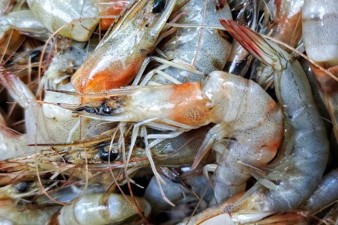 Foreign Food Safety Inspections Hit Historic Low After Trump Cuts