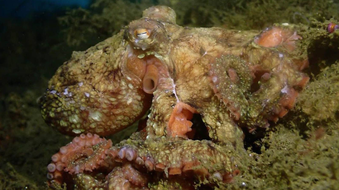 What octopus camouflage has to do with sunscreen