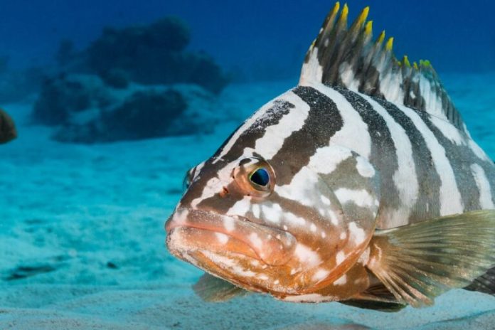Study finds important Nassau grouper spawning site in Belize near collapse