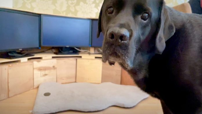 What happens when your dog uses the internet | Ilyena Hirskyj-Douglas
