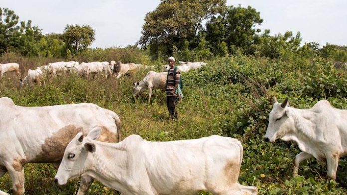 FG debunks reports on nationwide ban on open grazing