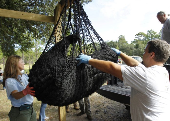 Florida kicks off first black bear hunt in a decade, despite pushback