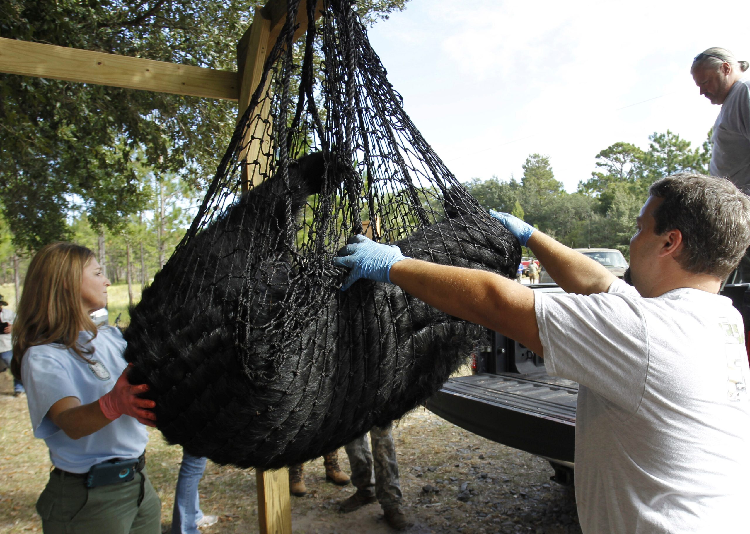 florida-kicks-off-first-black-bear-hunt-in-a-decade-despite-pushback.jpg Florida kicks off first black bear hunt in a decade, despite pushback