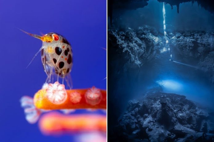 Two Oceans Aquarium hosting major ocean photography exhibition