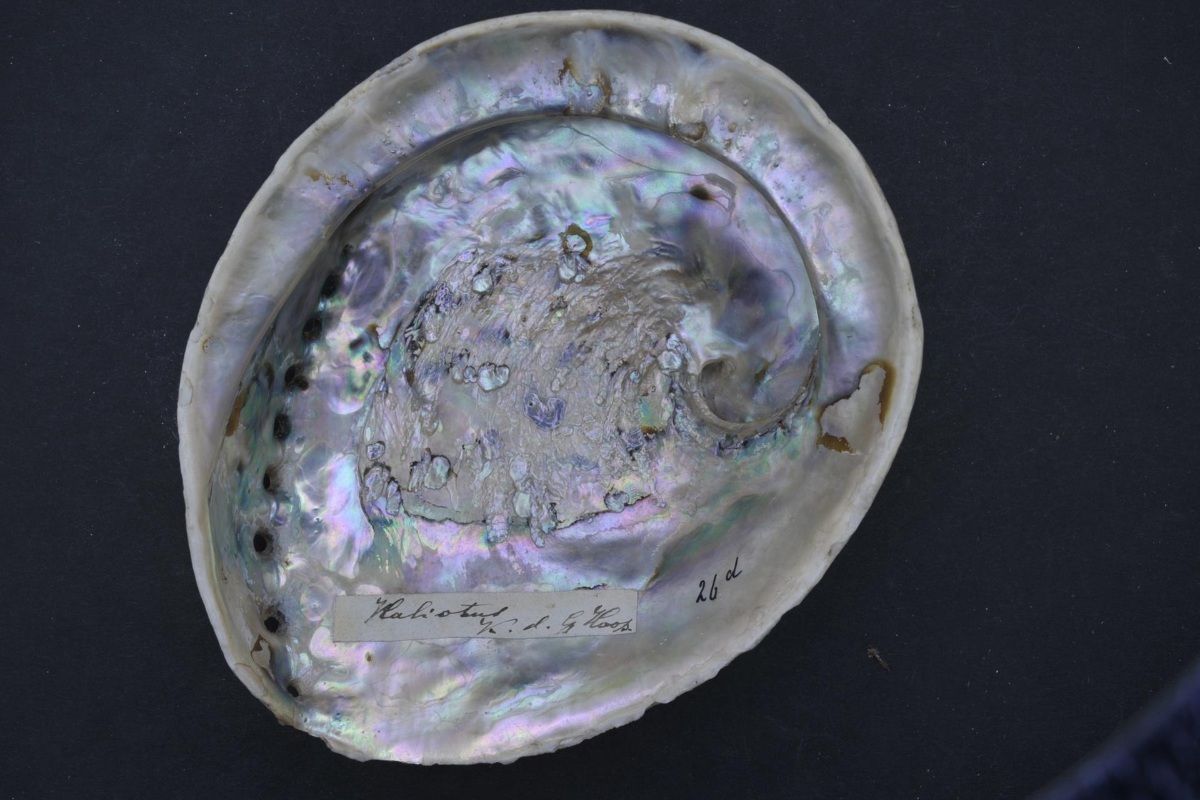 sa-withdraws-perlemoen-protection-plan-as-illegal-poaching-surges.jpg SA withdraws perlemoen protection plan as illegal poaching surges