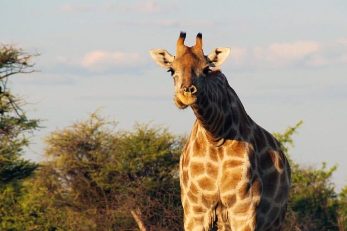 Despite a growing planetary crisis, leaders find hope in community efforts