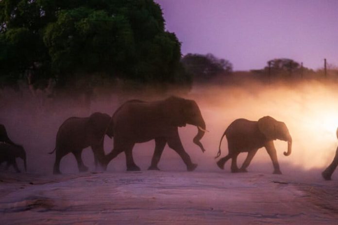 Corridors, not culls, offer solution to Southern Africa’s growing elephant population