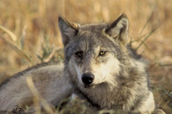 Choosing coexistence over conflict: How some California ranchers are adapting to wolves