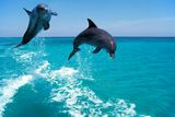 Like Kindergarten Buddies, Male Dolphins That Keep Friendships Can Live Longer