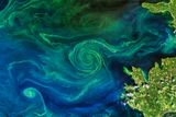 Colorful Phytoplankton Blooms Can Cover Ocean Area the Size of Minnesota &mdash; Here's Why