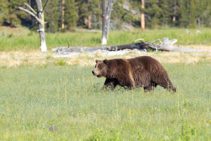 Could Rescinding The Roadless Rule Make It Harder To Delist Yellowstone Grizzlies?