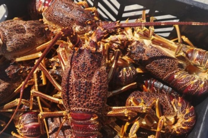 Reduced quotas for rock lobster? Department responds after fisher backlash
