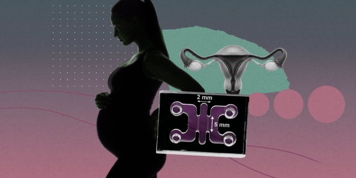 Researchers are getting organoids pregnant with human embryos