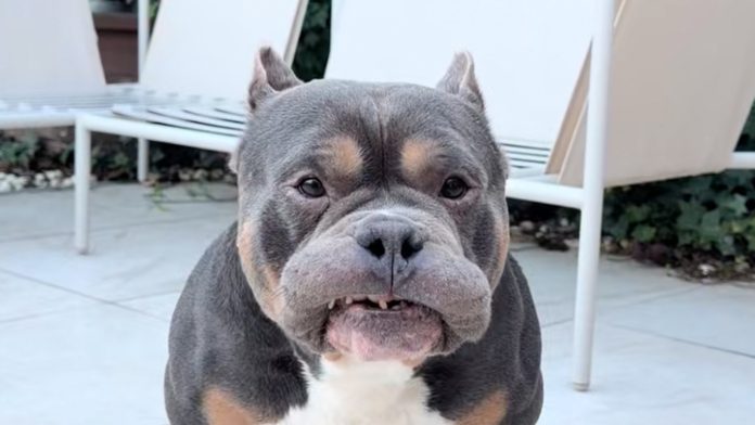 Beloved Dog Influencer Raffie Dies Suddenly on Christmas Eve