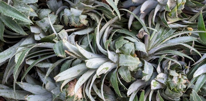 Amazing pineapple leaf powder that fights crime and pollution: new research