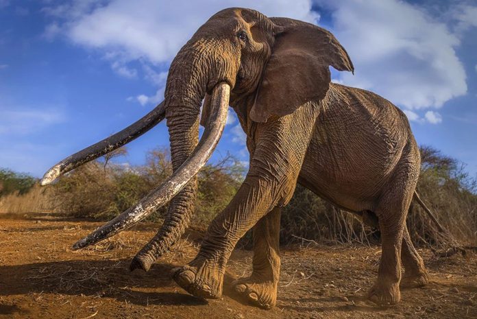 Iconic Amboseli super tusker elephant dies