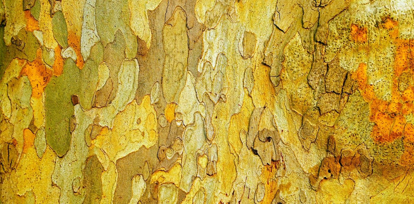we-discovered-microbes-in-bark-eat-climate-gases-this-will-change-the-way-we-think-about-trees.jpg We discovered microbes in bark ‘eat’ climate gases. This will change the way we think about trees