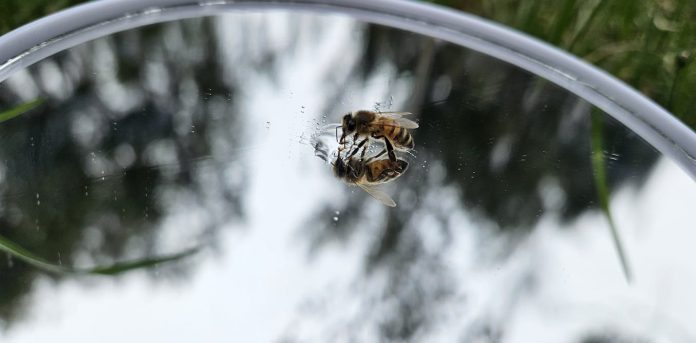 Can we use bees as a model of intelligent alien life to develop interstellar communication?