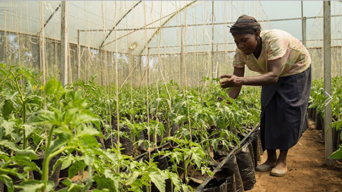 Agritech funding in Africa drops to $168 million in 2025 as investor interest shifts