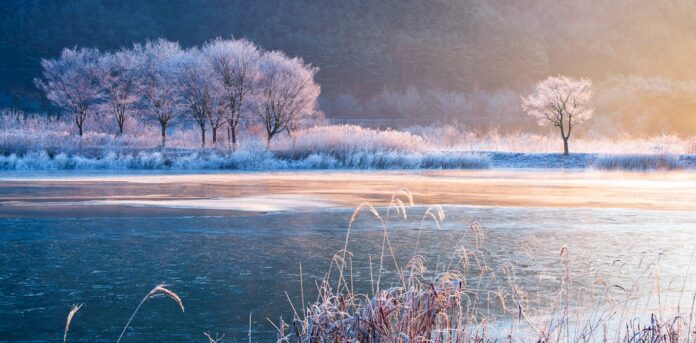 Warming winters are disrupting the hidden world of fungi – the result can shift mountain grasslands to scrub