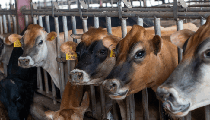 Global livestock demand push agrifood gas emissions to 23yr high