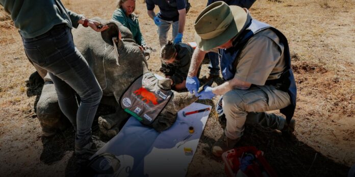 The Download: radioactive rhinos, and the rise and rise of peptides