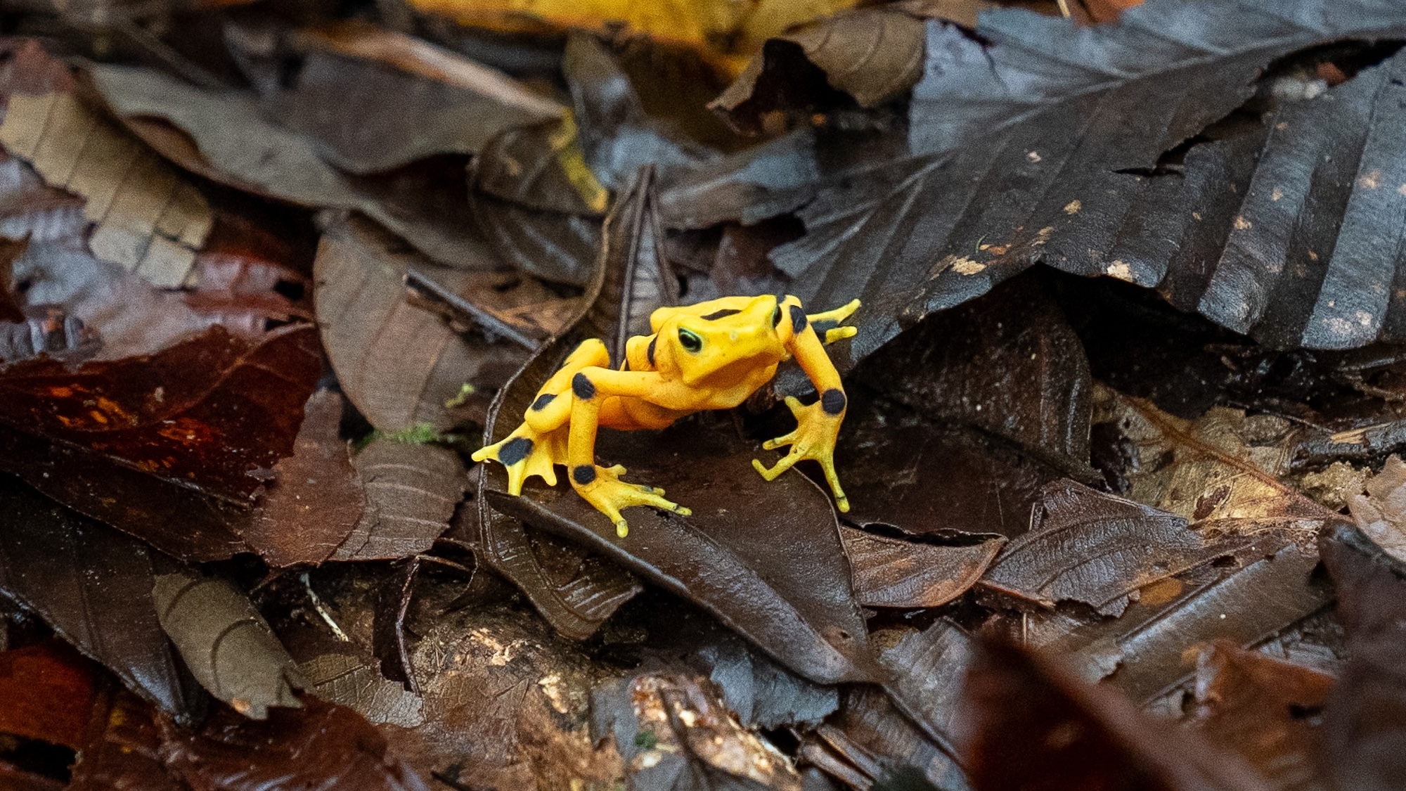 panamas-golden-frogs-beat-extinction.jpg Panama’s golden frogs beat extinction