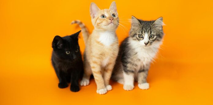 What pet cats can tell us about human cancer