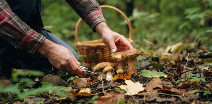 Foraged mushrooms and sea beet featured in British meals in the 16th century. Why not today?