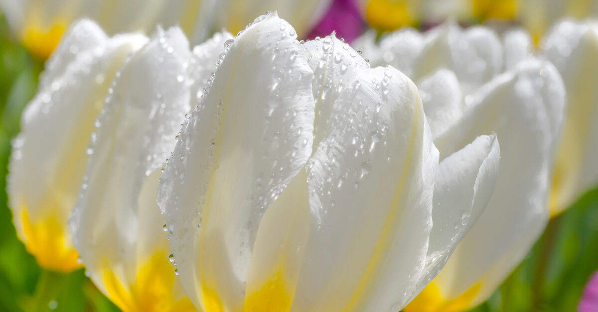 picturesque-pella.jpg Picturesque Pella