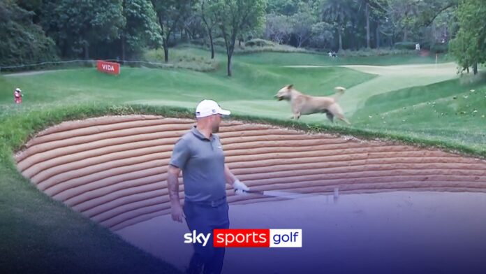 Hero Indian Open: Unlikely intruder interrupts Andy Sullivan on DP World Tour!