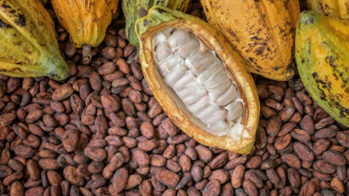 Improved weather to lift Nigeria’s cocoa midcrop output, quality