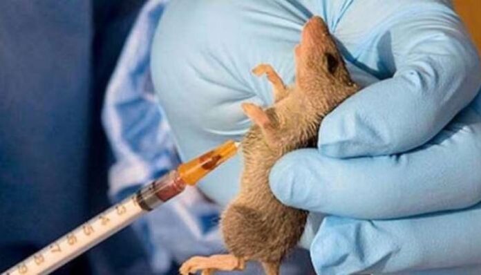 Taraba, Ondo, Benue lead as Lassa fever kills 167 in three months